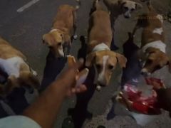 Delivery Rider Feeds Stray Dogs After Customer's Request, Internet Reacts