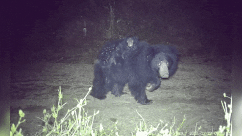 Rajasthan: पीठ पर बच्चों को बिठाकर सैर कराती दिखी भालू मां, कैमरे में कैद हुआ 'भालू परिवार