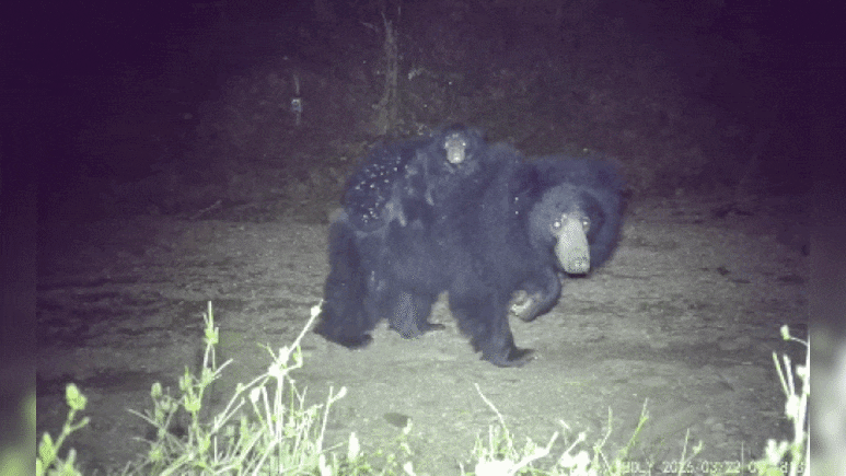 Rajasthan: पीठ पर बच्चों को बिठाकर सैर कराती दिखी भालू मां, कैमरे में कैद हुआ 'भालू परिवार