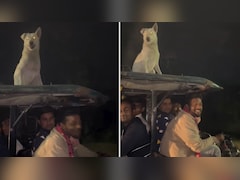 ई-रिक्शा की छत पर बैठकर जाते दिखे 'डॉगेश भाई', इंटरनेट पर वायरल हुआ फनी वीडियो, लोग बोले- बिना पैसे के ये सीट मिलती है