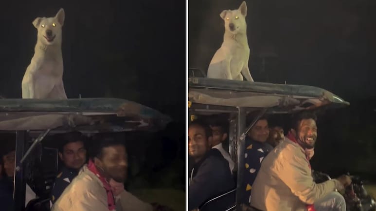 ई-रिक्शा की छत पर बैठकर जाते दिखे 'डॉगेश भाई', इंटरनेट पर वायरल हुआ फनी वीडियो, लोग बोले- बिना पैसे के ये सीट मिलती है