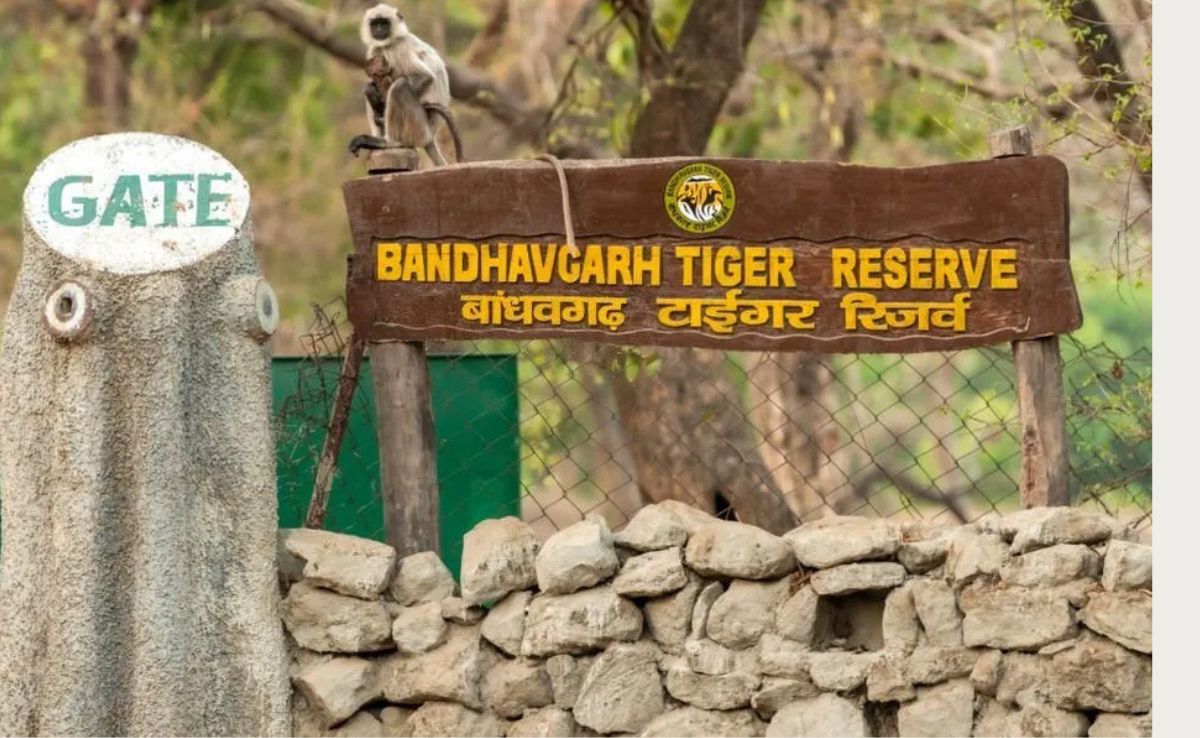 Tigress Death: बांधवगढ़ अभयारण्य में 5 वर्षीय बाघिन की मौत, प्रबंधन ने आंतरिक रक्तस्राव बताई वजह