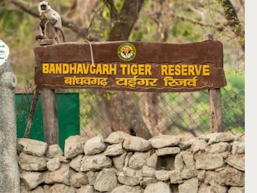 Tigress Death: बांधवगढ़ अभयारण्य में 5 वर्षीय बाघिन की मौत, प्रबंधन ने आंतरिक रक्तस्राव बताई वजह