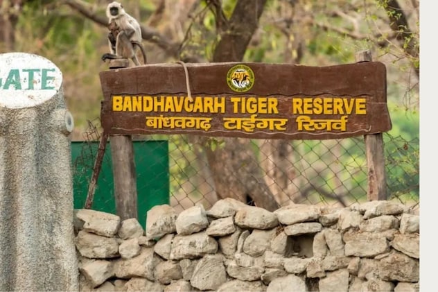 Tigress Death: बांधवगढ़ अभयारण्य में 5 वर्षीय बाघिन की मौत, प्रबंधन ने आंतरिक रक्तस्राव बताई वजह