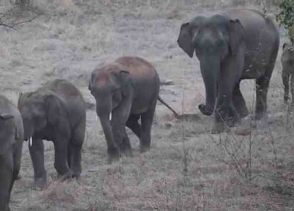 झारखंड के गुमला में हाथी के हमले में पांच महीने की बच्ची की मौत