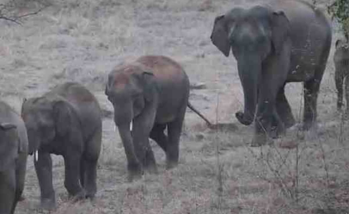 झारखंड के गढ़वा में जंगली हाथियों का आतंक, 24 घंटे में 2 लोगों को हाथी ने कुचला; दोनों की मौत