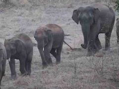 झारखंड के गढ़वा में जंगली हाथियों का आतंक, 24 घंटे में 2 लोगों को हाथी ने कुचला; दोनों की मौत