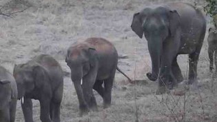 झारखंड के गढ़वा में जंगली हाथियों का आतंक, 24 घंटे में 2 लोगों को हाथी ने कुचला; दोनों की मौत