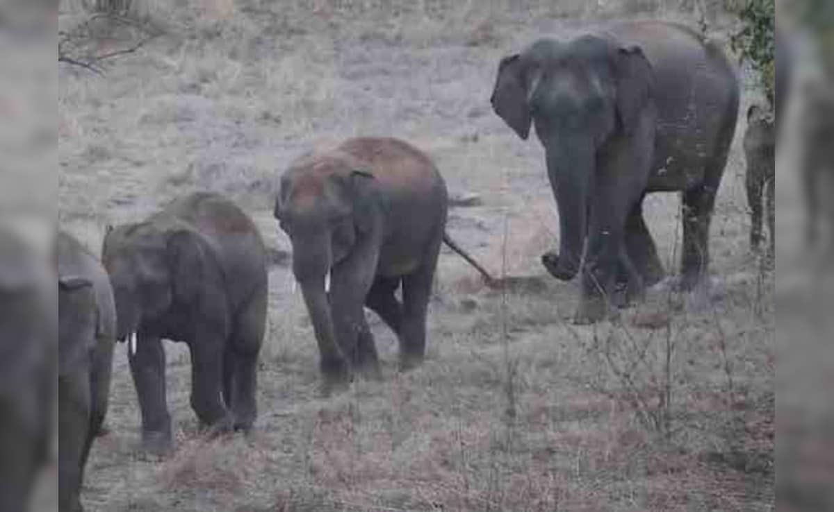 झारखंड के गुमला में हाथी के हमले में पांच महीने की बच्ची की मौत