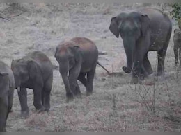 झारखंड के गुमला में हाथी के हमले में पांच महीने की बच्ची की मौत