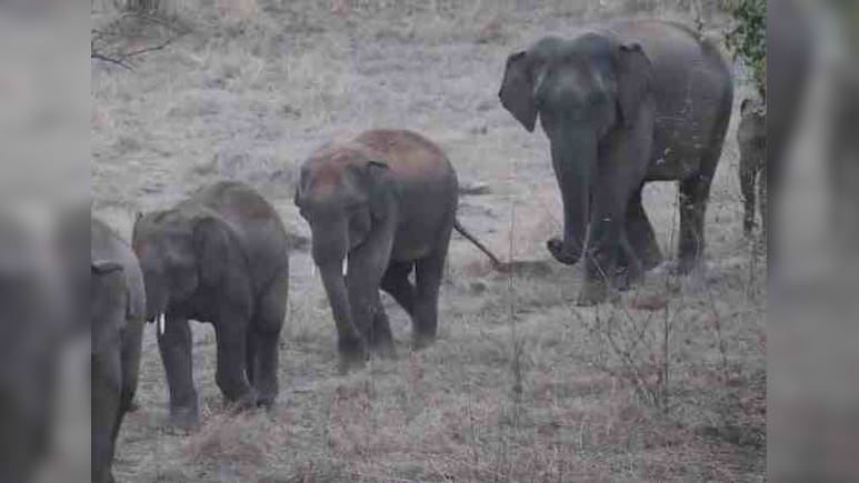 झारखंड के गुमला में हाथी के हमले में पांच महीने की बच्ची की मौत