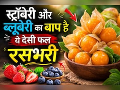 स्ट्रॉबेरी और ब्लूबेरी का बाप है ये देसी फल, फायदे जानकर आज से ही खाने लगेंगे आप