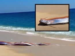 Doomsday Fish : 12 फूट लांब, वजन 200 किलो! प्रलयाचा मासा...; हा मासा वाढवतोय जगाचं टेन्शन, भयंकर असा इतिहास