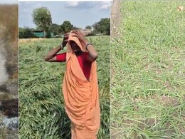 शिवपुरी में ओलावृष्टि से 2000 हेक्टेयर फसल बर्बाद: गेहूं-प्याज को नुकसान, सर्वे रिपोर्ट 2 दिन में होगी तैयार