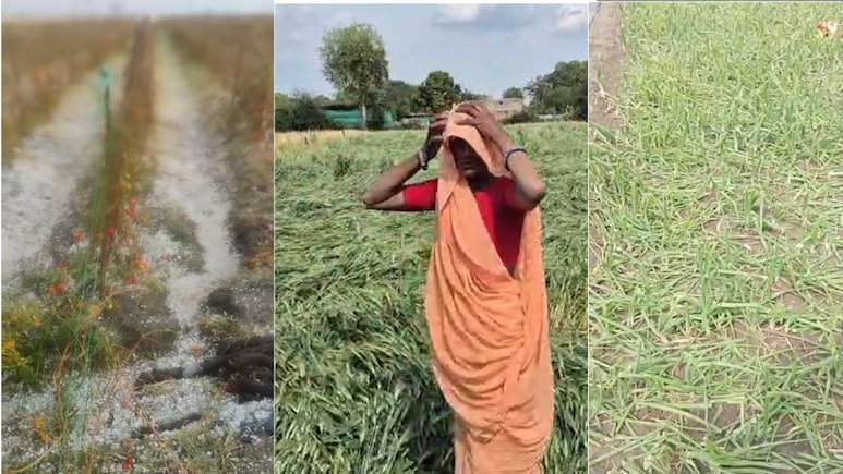 शिवपुरी में ओलावृष्टि से 2000 हेक्टेयर फसल बर्बाद: गेहूं-प्याज को नुकसान, सर्वे रिपोर्ट 2 दिन में होगी तैयार