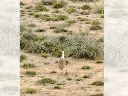 जैसलमेर ब्रीडिंग सेंटर तकनीक से गुजरात में एक दशक बाद जन्मा गोडावण का चूजा, 19 घंटे की यात्रा ने रचा इतिहास