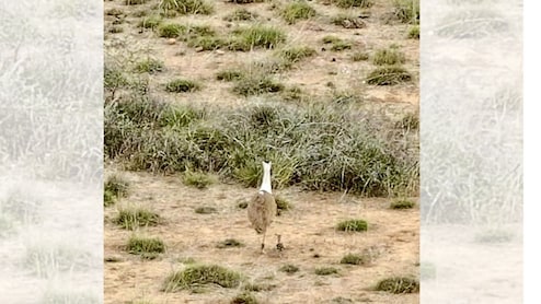 जैसलमेर ब्रीडिंग सेंटर तकनीक से गुजरात में एक दशक बाद जन्मा गोडावण का चूजा, 19 घंटे की यात्रा ने रचा इतिहास