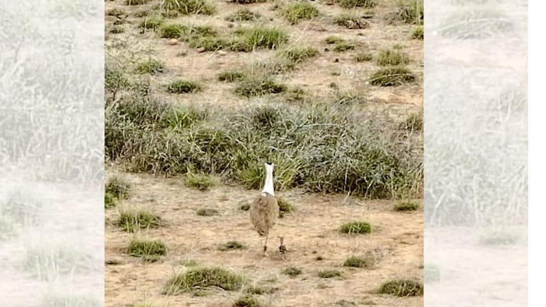 जैसलमेर ब्रीडिंग सेंटर तकनीक से गुजरात में एक दशक बाद जन्मा गोडावण का चूजा, 19 घंटे की यात्रा ने रचा इतिहास