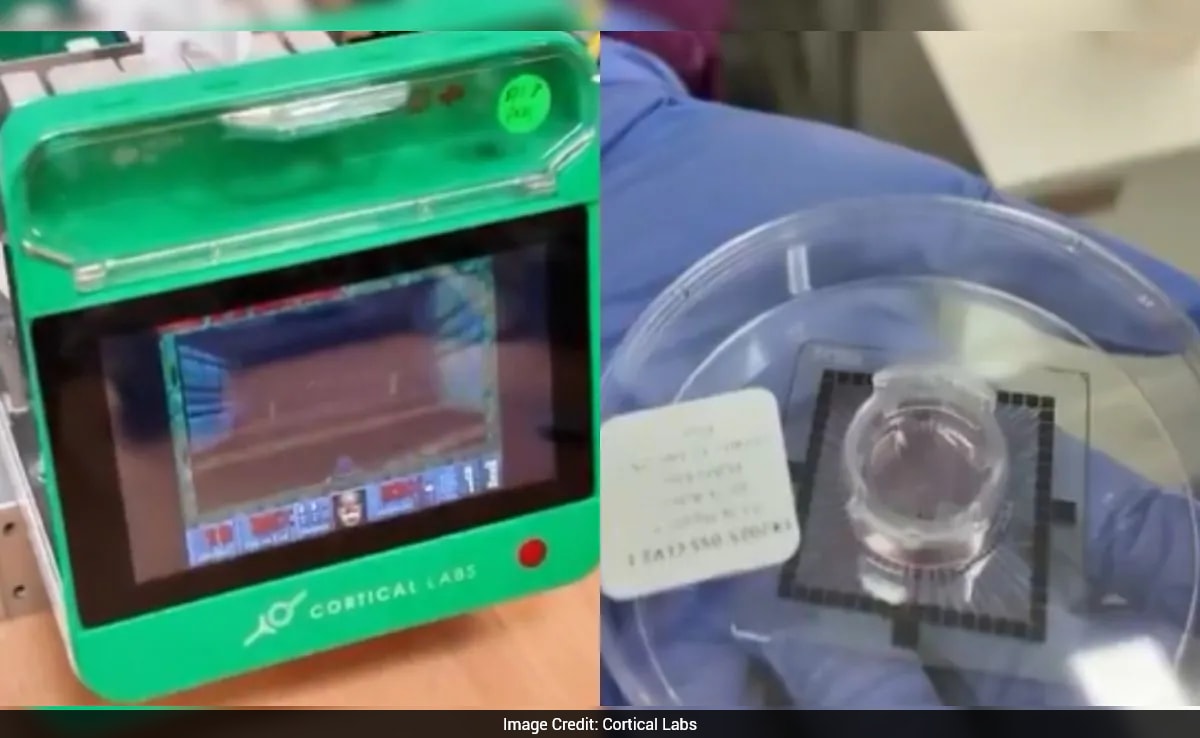 The Art of Baking: From Classic Bread to Artisan Pastries