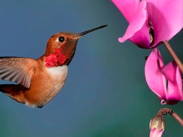 Viral News: लेकीचा खाऊ पळवणाऱ्या पक्षाचं मुंडकं उडवलं, पित्याची थेट तुरुंगात रवानगी