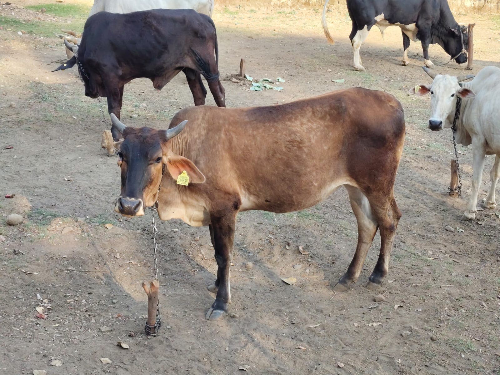 Sagar Gaushala: सागर में गौवंशों को मिलेगा आसरा