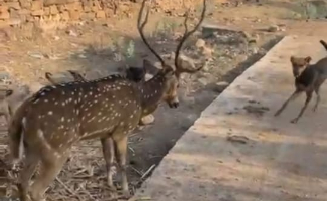 Video: Villagers Rescue Deer Attacked By Stray Dogs In Madhya Pradesh