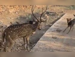 Video: Children, Villagers Rescue Deer Attacked By Stray Dogs In Madhya Pradesh