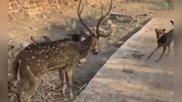 Video: Children, Villagers Rescue Deer Attacked By Stray Dogs In Madhya Pradesh
