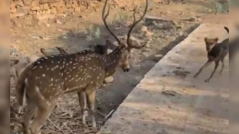 Video: Children, Villagers Rescue Deer Attacked By Stray Dogs In Madhya Pradesh