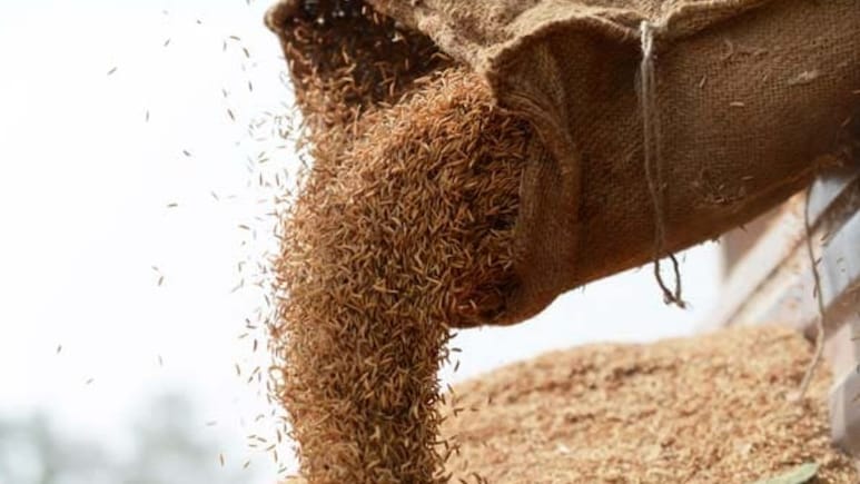 Pradhan Mantri Garib Kalyan Anna Yojana: All About Benefits, And Eligibility Criteria