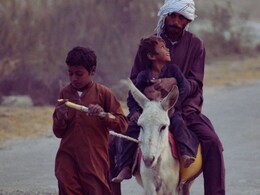 Pakistan News : पाकिस्तानला गाढवांचा आधार; अर्थव्यवस्थेचा मोठा भार कसं पेलवतायेत गाढवं?