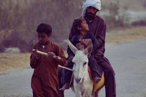 Pakistan News : पाकिस्तानला गाढवांचा आधार; अर्थव्यवस्थेचा मोठा भार कसं पेलवतायेत गाढवं?