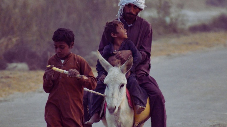 Pakistan News : पाकिस्तानला गाढवांचा आधार; अर्थव्यवस्थेचा मोठा भार कसं पेलवतायेत गाढवं?