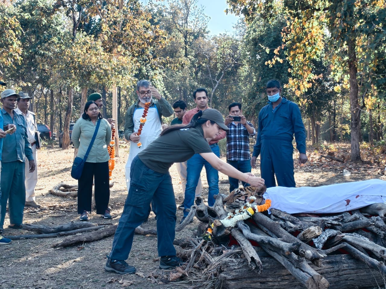 Pench Tiger Reserve Langdi Tigress Death: लंगड़ी बाघिन' का अंतिम संस्कार