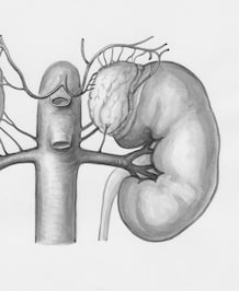 Daily Habits To Preserve Kidney Health