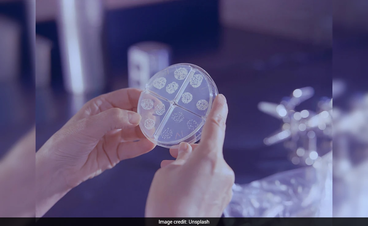 The Art of Baking: From Classic Bread to Artisan Pastries
