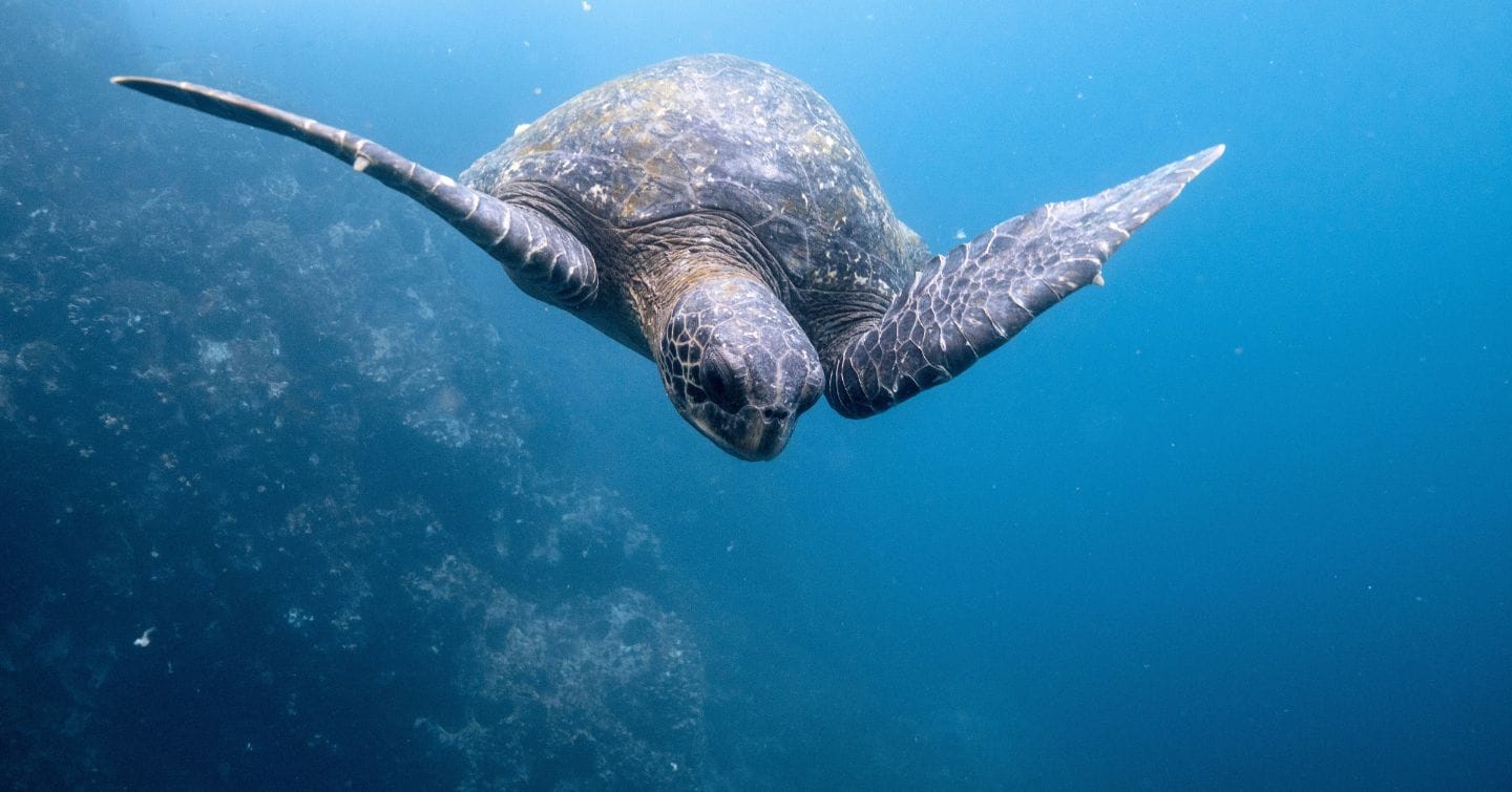 Which Island Is Known As The Island Of Giant Tortoises