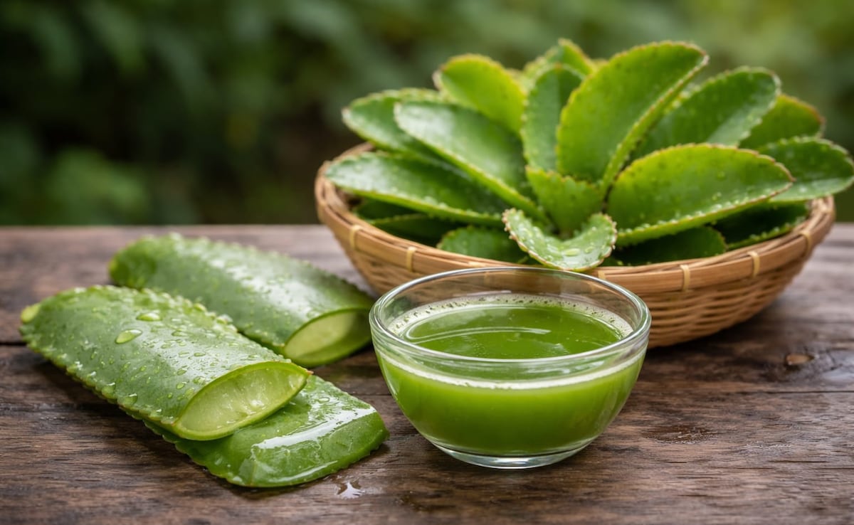 पाथरचट्टा (Patharchatta) के फायदे: पथरी की समस्या में मददगार मानी जाती है यह जड़ी-बूटी, जानें कैसे किया जाता है इसका इस्तेमाल?