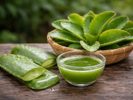 पाथरचट्टा (Patharchatta) के फायदे: पथरी की समस्या में मददगार मानी जाती है यह जड़ी-बूटी, जानें कैसे किया जाता है इसका इस्तेमाल?