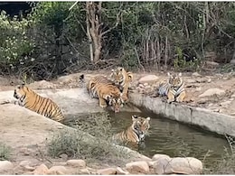 Sariska Tiger Reserve: गर्मी बढ़ते ही वाटर पॉइंट पर उतरा बाघिन ST-19 का कुनबा, 4 शावकों के साथ 30 मिनट तक पर्यटकों को दिए पोज