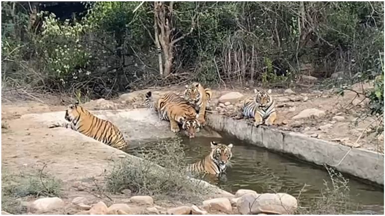 Sariska Tiger Reserve: गर्मी बढ़ते ही वाटर पॉइंट पर उतरा बाघिन ST-19 का कुनबा, 4 शावकों के साथ 30 मिनट तक पर्यटकों को दिए पोज