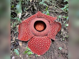 दुनिया का सबसे बड़ा फूल कौन सा है, क्यों आती है सड़े हुए मांस सी बदबू?