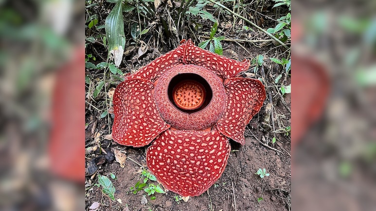 दुनिया का सबसे बड़ा फूल कौन सा है, क्यों आती है सड़े हुए मांस सी बदबू?