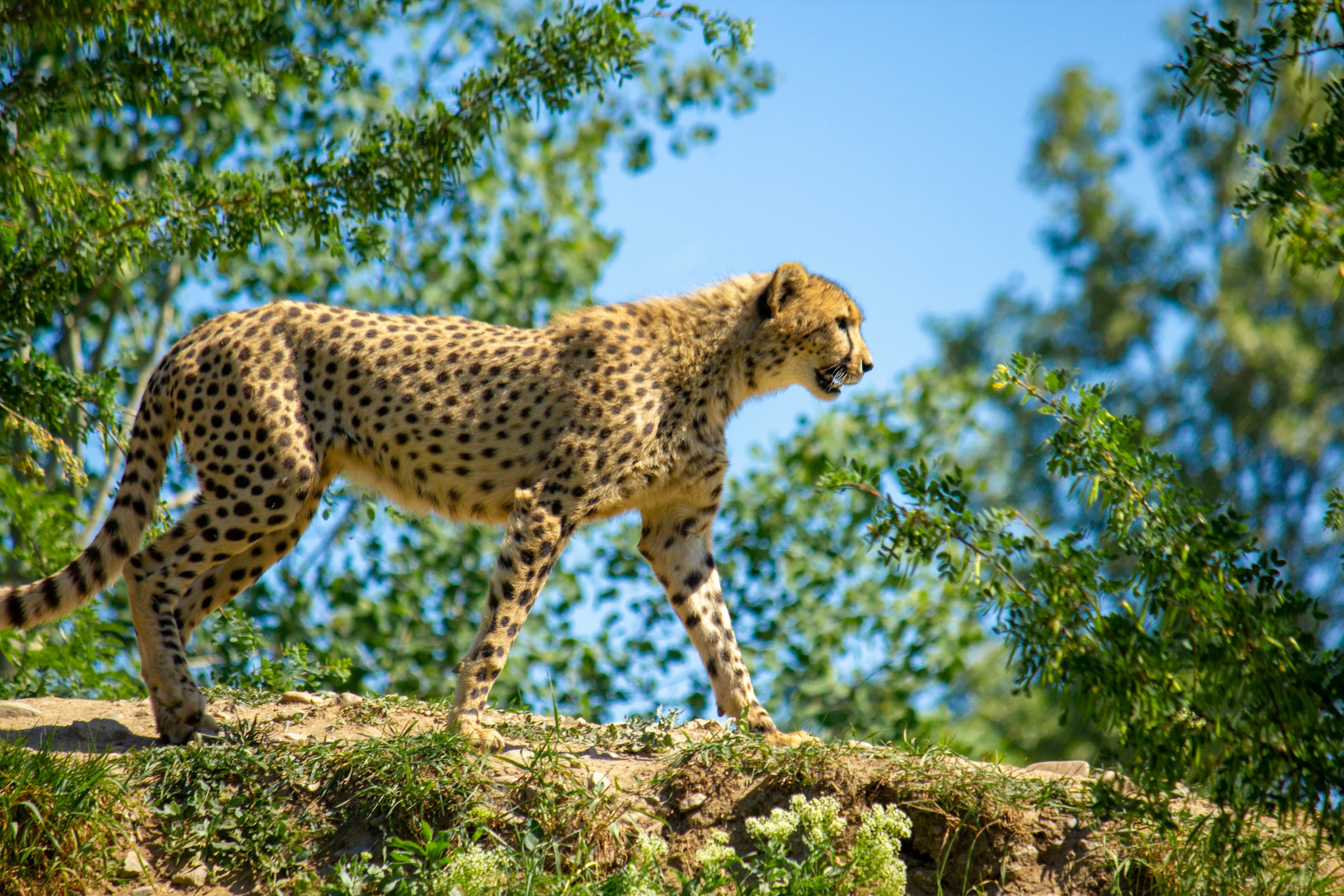 Project Cheetah: First Gunshot Death - What The Killing Of Cub KNG22 Reveals