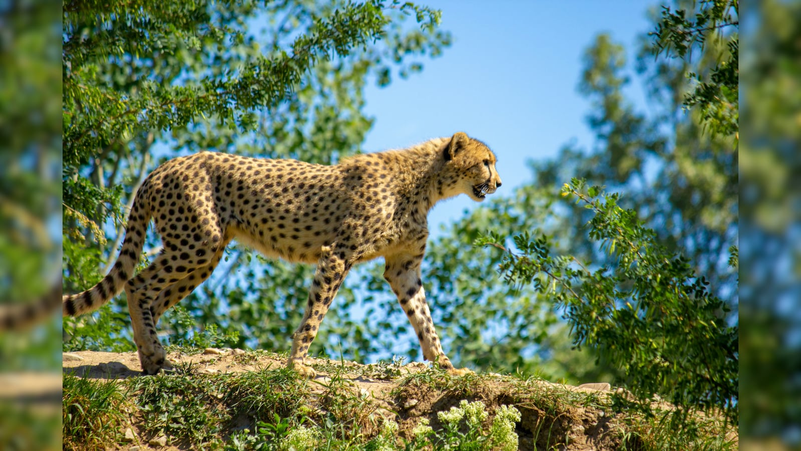 Project Cheetah: First Gunshot Death - What The Killing Of Cub KNG22 Reveals