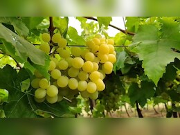 युद्ध के बीच महाराष्ट्र के अंगूरों ने थामी यूरोप-US की राह, दोगुने दाम ने बढ़ाई किसानों की चमक