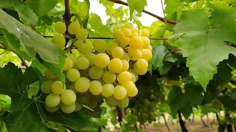 युद्ध के बीच महाराष्ट्र के अंगूरों ने थामी यूरोप-US की राह, दोगुने दाम ने बढ़ाई किसानों की चमक