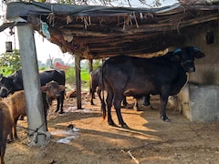 मध्य प्रदेश में आवारा मवेशियों को मिलेगी ‘केसरिया पहचान’ ... 40 लाख गायों पर लगेगा 12 अंकों का खास टैग