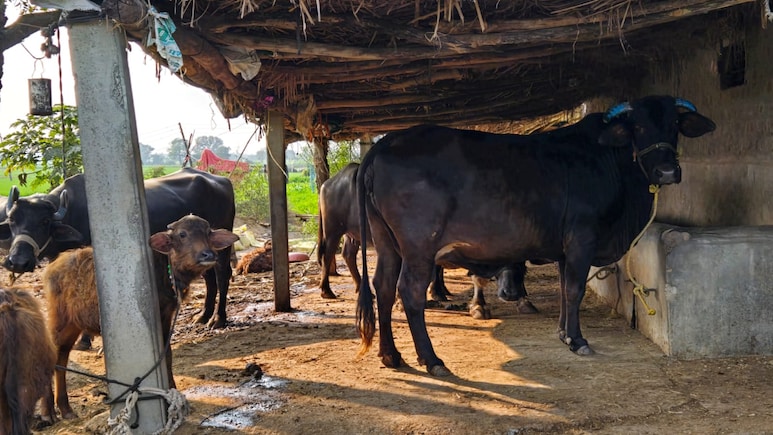 मध्य प्रदेश में आवारा मवेशियों को मिलेगी &lsquo;केसरिया पहचान&rsquo; ... 40 लाख गायों पर लगेगा 12 अंकों का खास टैग