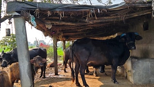 मध्य प्रदेश में आवारा मवेशियों को मिलेगी &lsquo;केसरिया पहचान' ... 40 लाख गायों पर लगेगा 12 अंकों का खास टैग